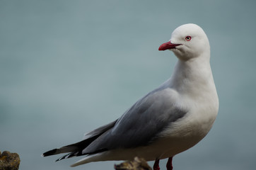 Lonely seagull on the coast