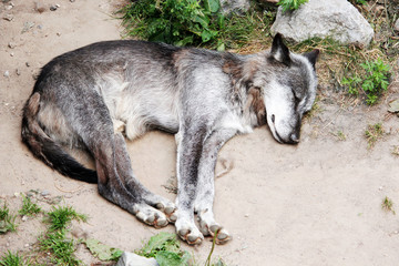 Schlafender Timberwolf, Canis lupus lycaon, auch Eastern Wolf, Great Lakes Wolf oder Algonquin Wolf genannt