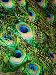 Colorful peacock feathers. Natural background with bird's feathers.
