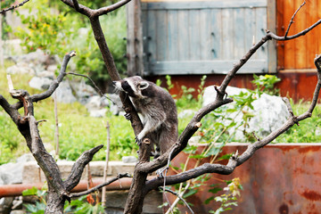 Ein auf einem Baum kletternder Waschbär, Procyon lotor, auch als Nordamerikanischer Waschbär bezeichnet