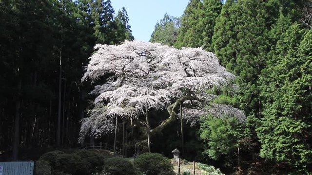 弁天桜（福島県・田村市）
