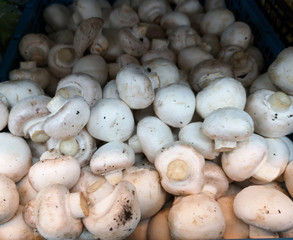 closeup of fresh mushrooms in shop