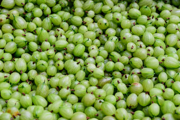 Large group of green gooseberries in soft focus, latin name Ribes uva-crispa or Ribes grossularia