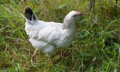 Point of lay free range light sussex hen walking in grass