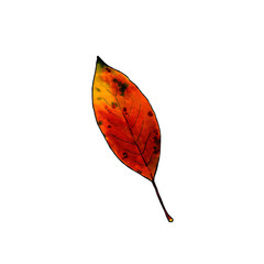 Autumn leaf on white background. Hand draw illustration