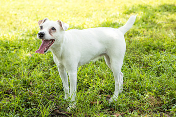 Jack Russel Terrier in park