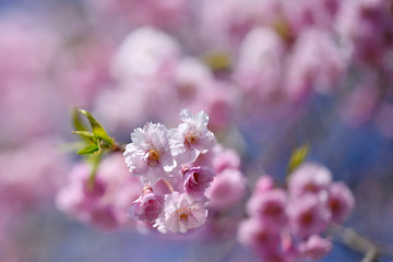 八重紅枝垂桜の花、ベニシダレザクラの花、八重桜の花アップ