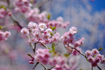 八重紅枝垂桜の花、ベニシダレザクラの花、八重桜の花アップ