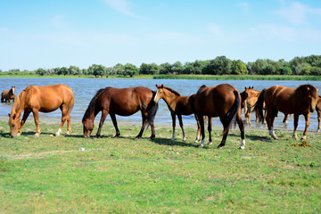 Fototapeta premium horses stand at a watering place with foals