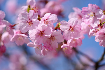 八重紅枝垂桜の花、ベニシダレザクラの花、八重桜の花アップ