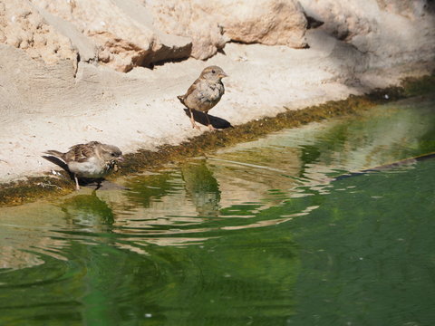 dos gorriones bebiendo en el estanque del parque municipal de mollerussa, lerida, espa&ntilde;a