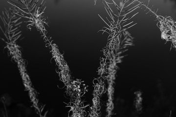 Chamaenerion angustifolium