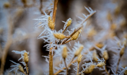 Hoar Frost