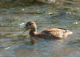 Ente beschwert sich und schwimmt im Wasser