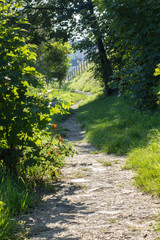 Fototapeta na wymiar geschlungener Waldweg mit Gras und Büschen schön