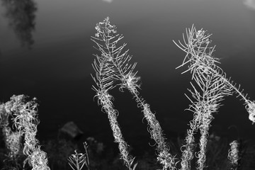 Chamaenerion angustifolium