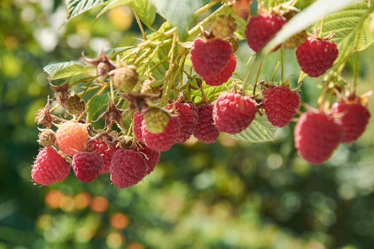 Branch of fall-bearing raspberry with red berries