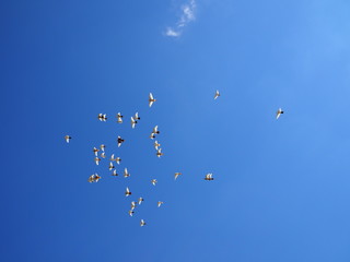flock of white doves flies in the blue sky