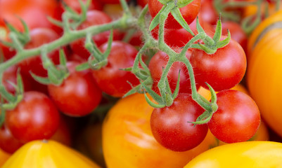 Cluster of small red cherry tomatoes on a branch