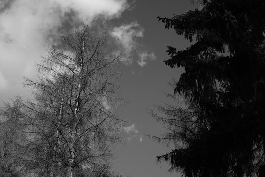 Black and white trees