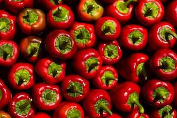 A lot of red bell pepper with roots neatly laid out, background. View from above. Ripe vegetables