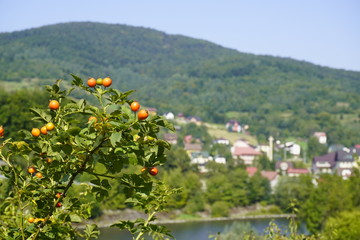 Fototapete bei efototapeten.de bestellen   