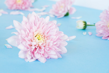 Blue background with light pink chrysanthemum flowers