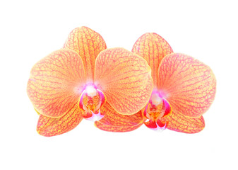 Pink orchid flower