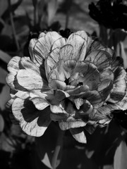 Black & white tulip flower
