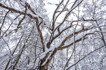 A fabulous natural pattern of tree branches in a forest covered with snow