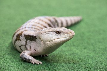 White Reptile Walks on Green Carpet