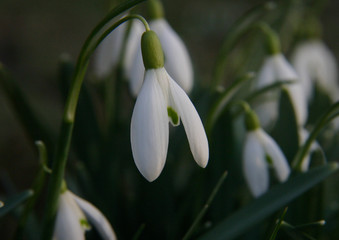 Obraz premium Schneeglöckchen
