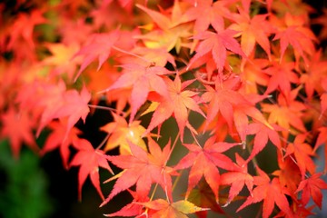 もみじ　紅葉