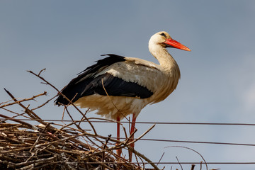 Stork stands in the nest close-up against blue sky
