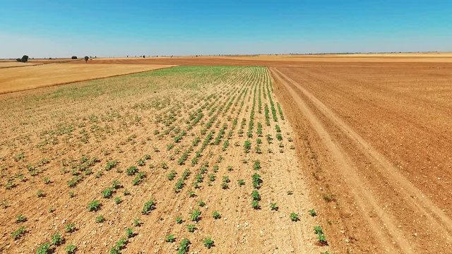 Aerial view of fields, cereals, wheat, barley, oats in a village in Castilla y Leon, Spain.