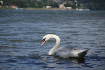 Obraz premium Łabędź