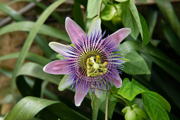 Lilac passion flower