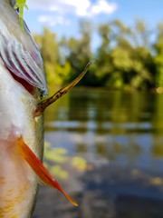 spinning fishing on the river
