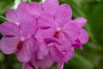 Orquídeas 02