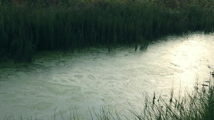 Small contaminated and eutrophic river with green algae surface. Camera panning from right to left.