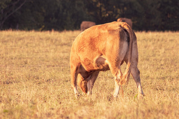 Cow in Limousin (Auvergne, France) under sunset