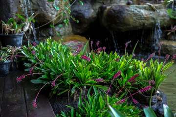 Front or Back Yard, Formal Garden, Ornamental Garden, Flowerbed