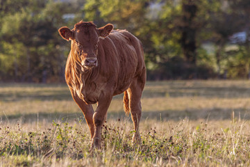 Cow in Limousin (Auvergne, France) under sunset