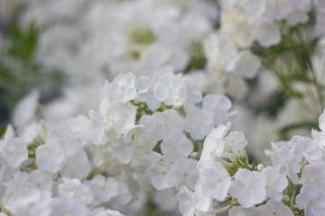 White Phlox blossom. Summer flowers in a garden