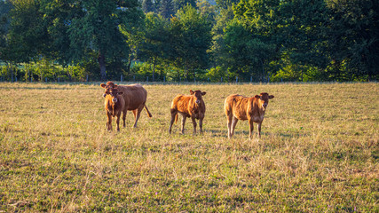 Fototapeta premium Cows enjoying the sunset in Limousin, Auvergne, France
