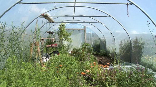 Steady, medium wide shot of a garden inside a tented greenhouse.