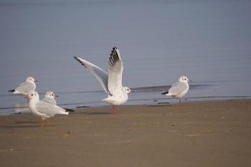 Lachmöwen am Strand