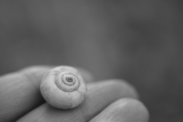 snail shell in female fingers, macro photo, black and white