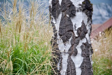 birch in grass bark of birch tree