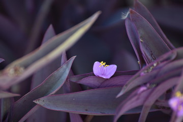 A delicate purple flower and ...